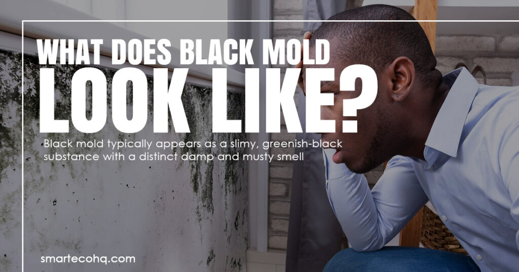 Black mold look like