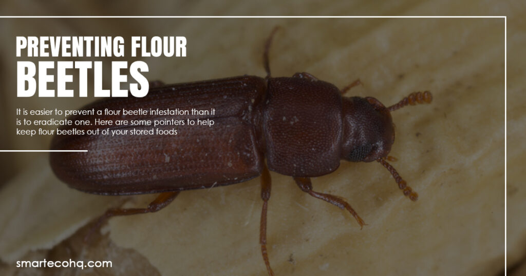 flour beetles