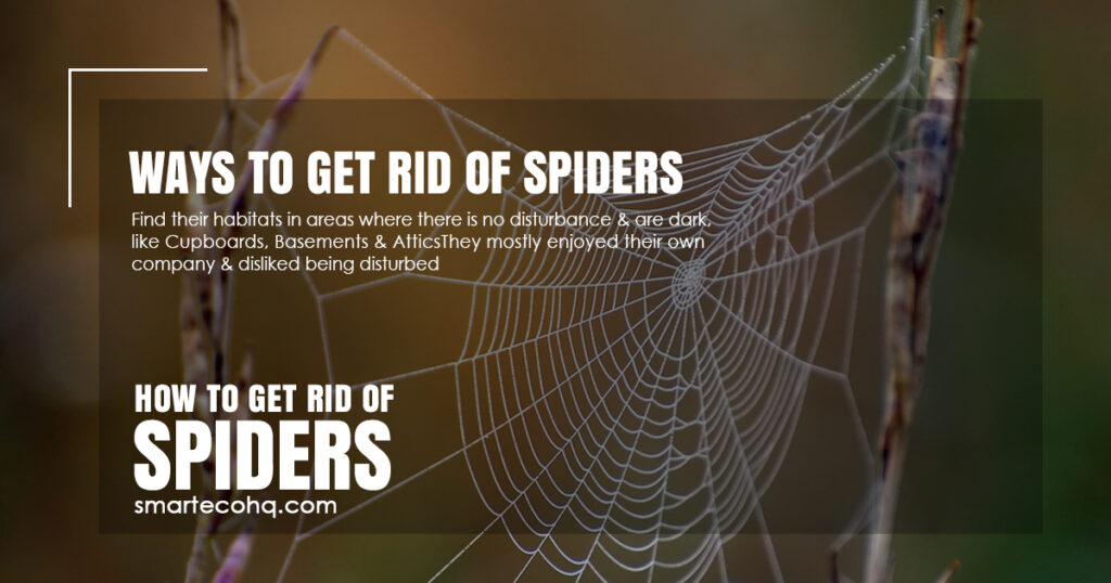ways to get rid of spiders