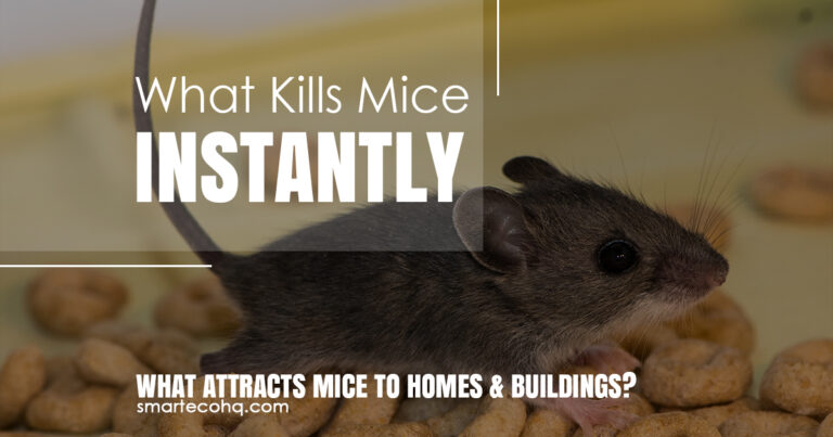 15 Natural Home Remedies to get rid of mice
