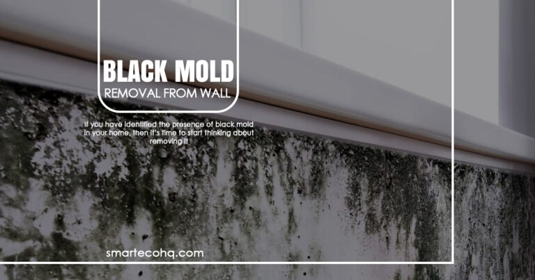Best Guide to Black Mold Removal