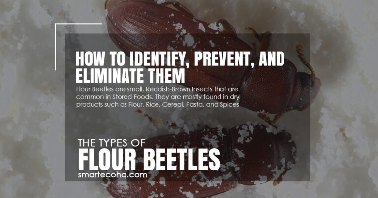 How To Get Rid of Flour Beetles