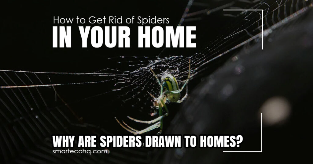 get rid of spider