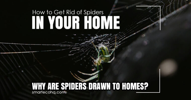 How to Get Rid of Spiders in Your Home: A Step-by-Step Guide